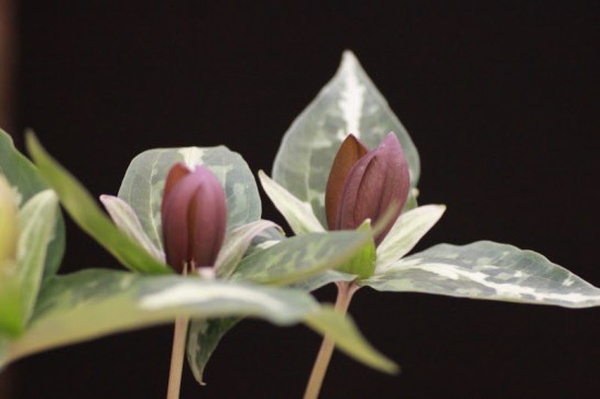 Ready for Spring Series - 2011 Southeastern Flower Show