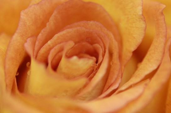 Ready for Spring - Rose