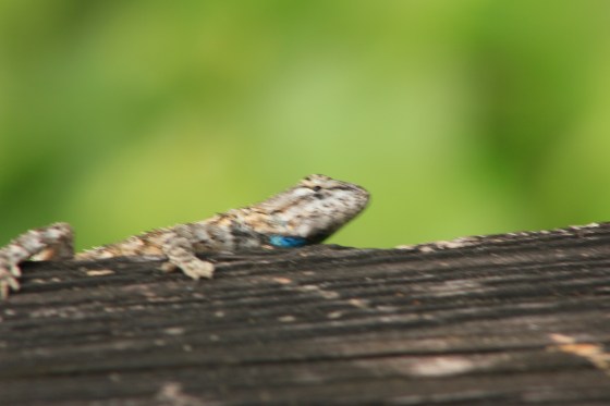 Lizard 2 - Paynes Prairie Nature Preserve Micanopy, Florida