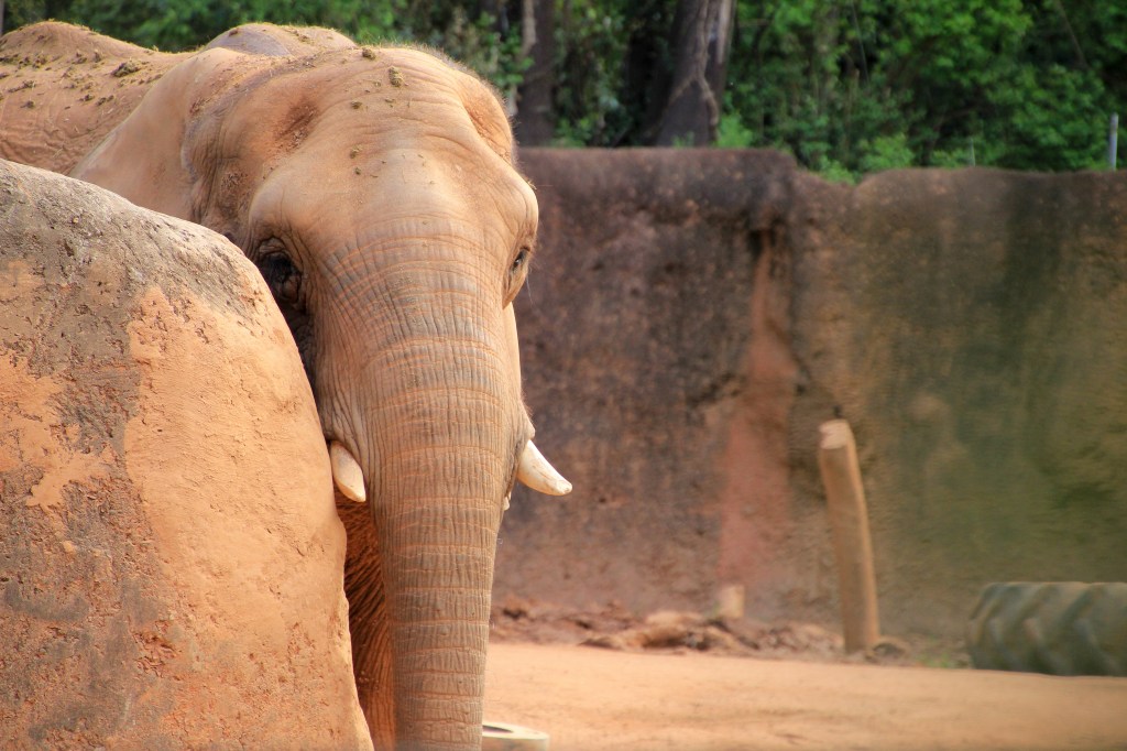 ZooAtlanta031916-3