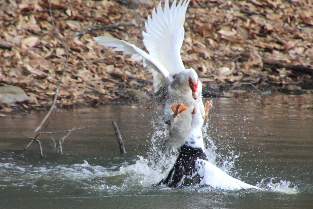 Two Muscovy Ducks fight in the lake at Piedmont Park in Midtown Atlanta.